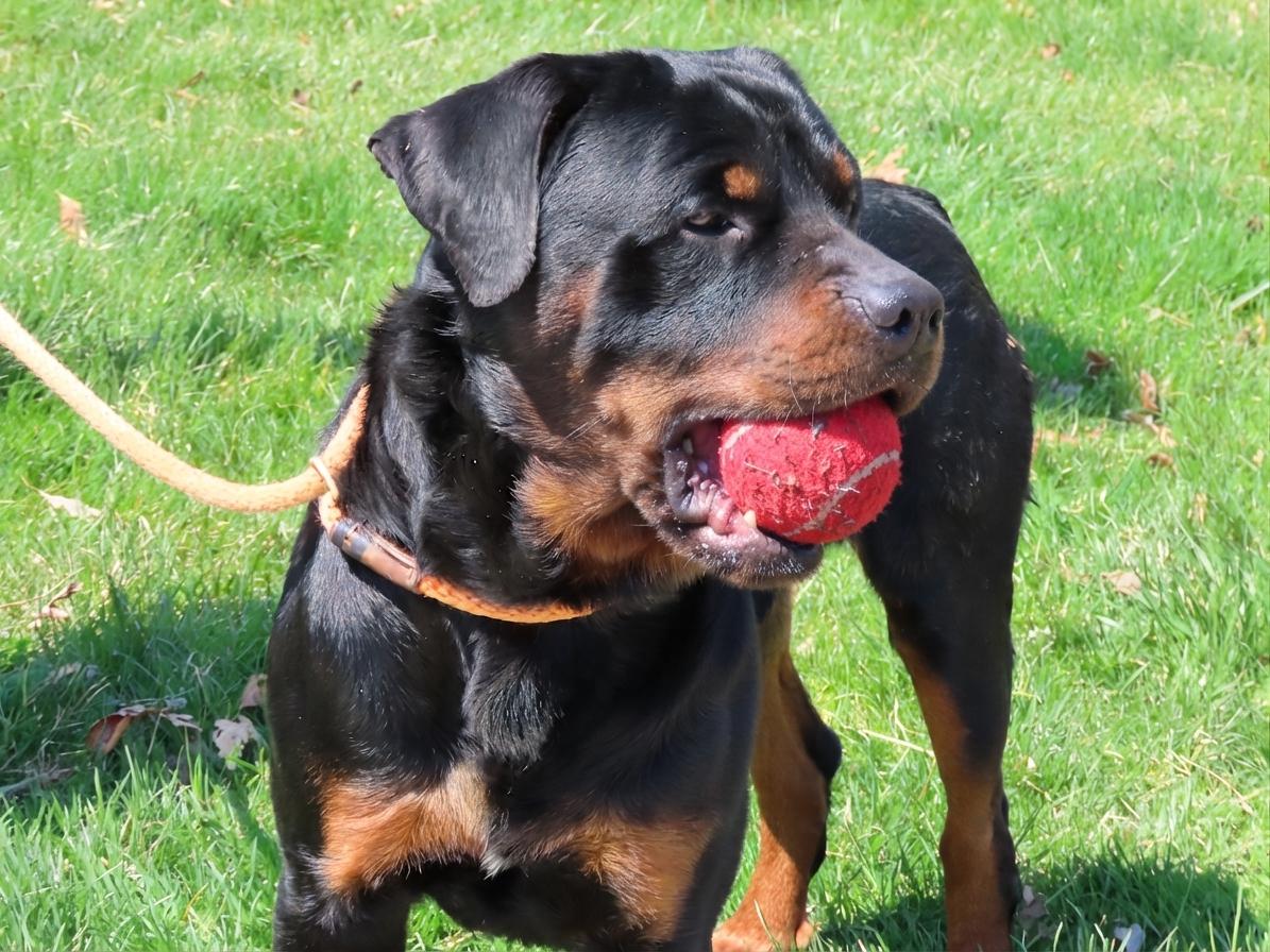 Enlarge 26-355 Rocco, a Adoptable Rottweiler in Amityville, NY image 4/6