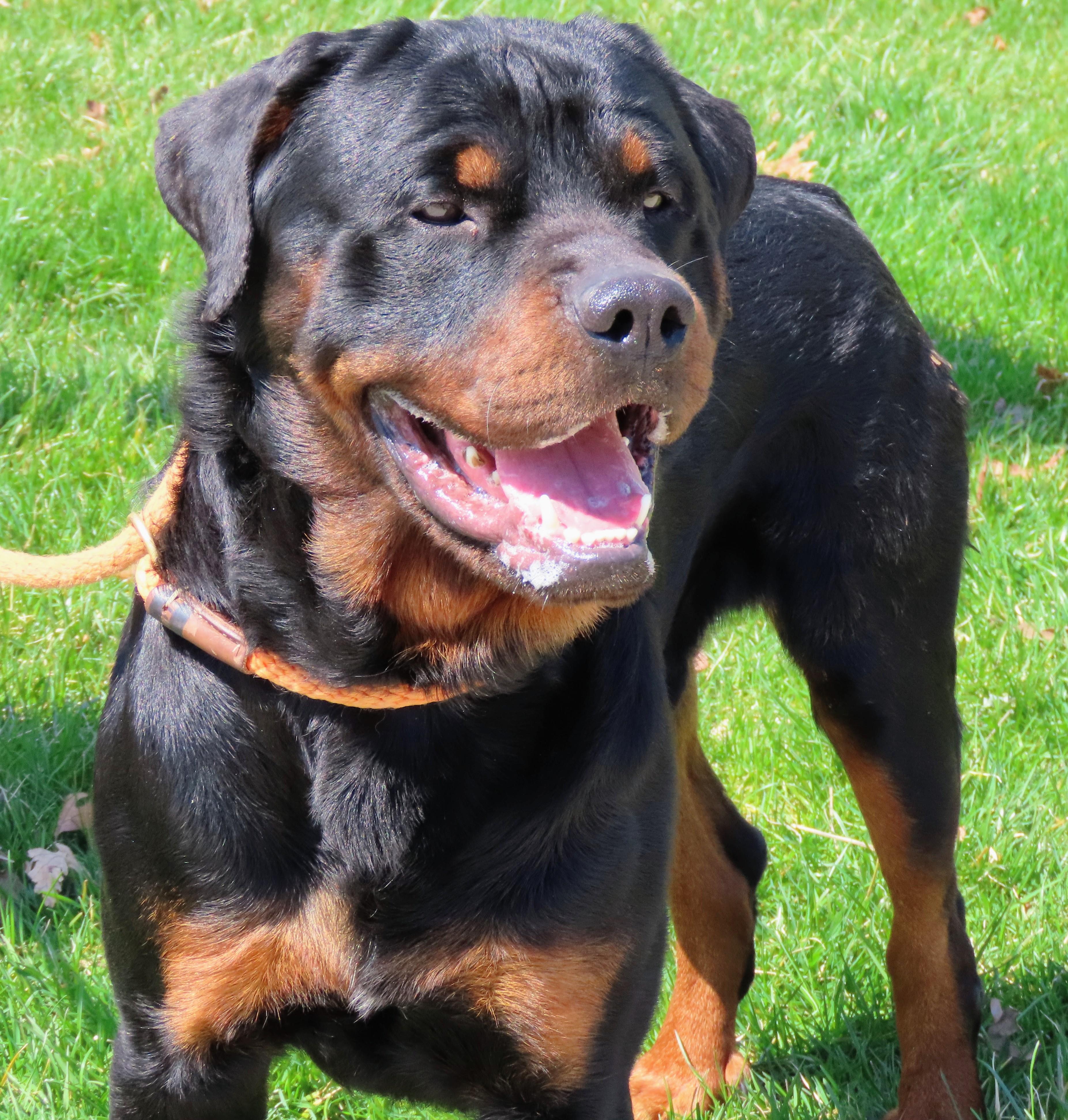 Enlarge 26-355 Rocco, a Adoptable Rottweiler in Amityville, NY image 3/6