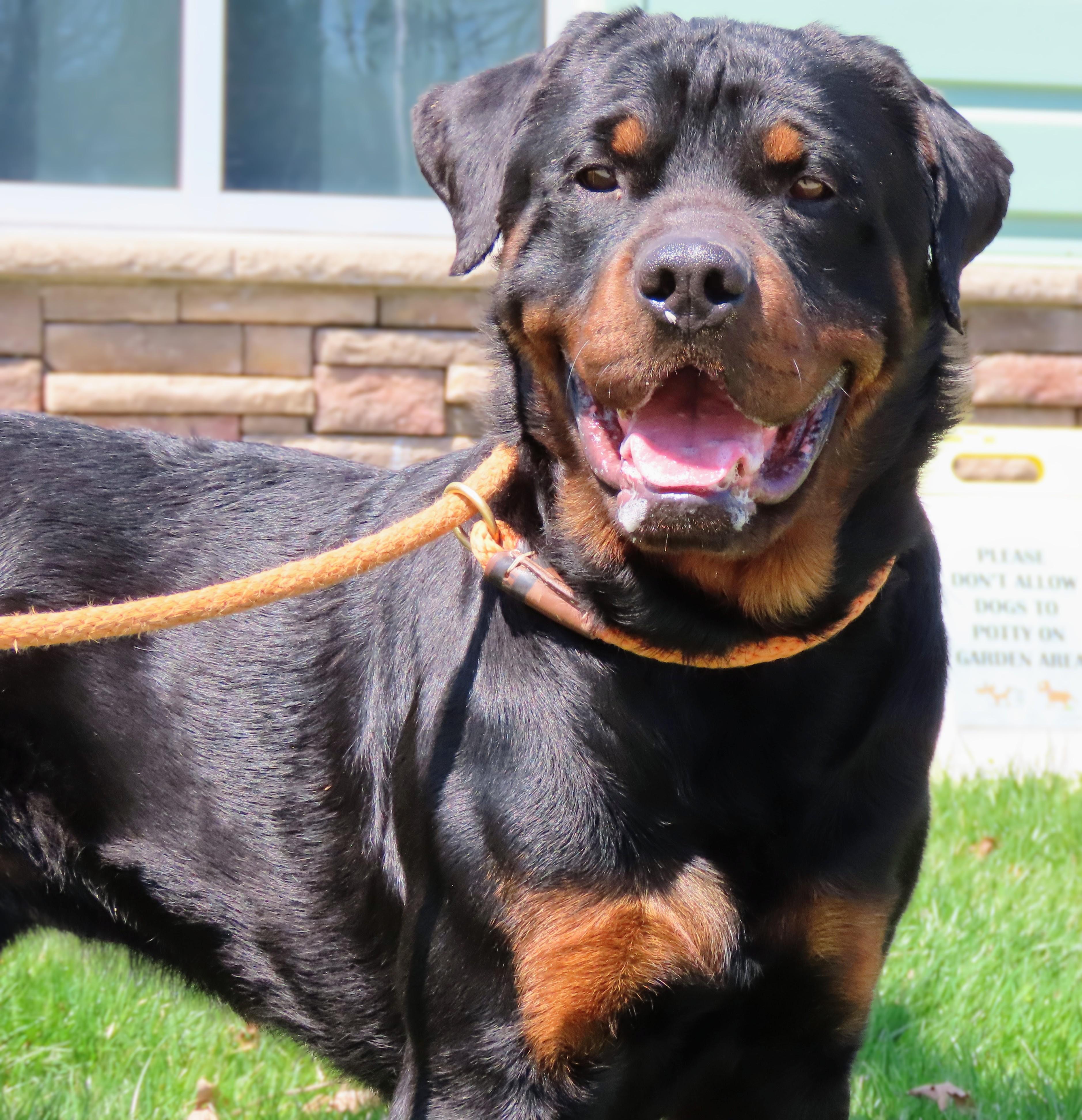 Enlarge 26-355 Rocco, a Adoptable Rottweiler in Amityville, NY image 5/6