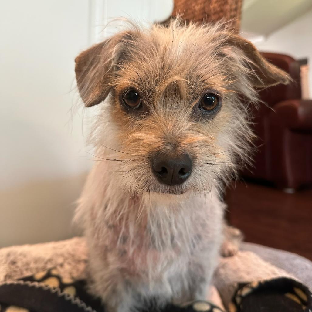 Esme, a Adoptable Mixed Breed in Bentonville, AR image 2/4
