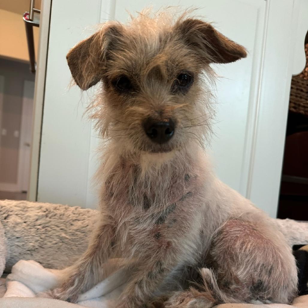 Esme, a Adoptable Mixed Breed in Bentonville, AR image 3/4
