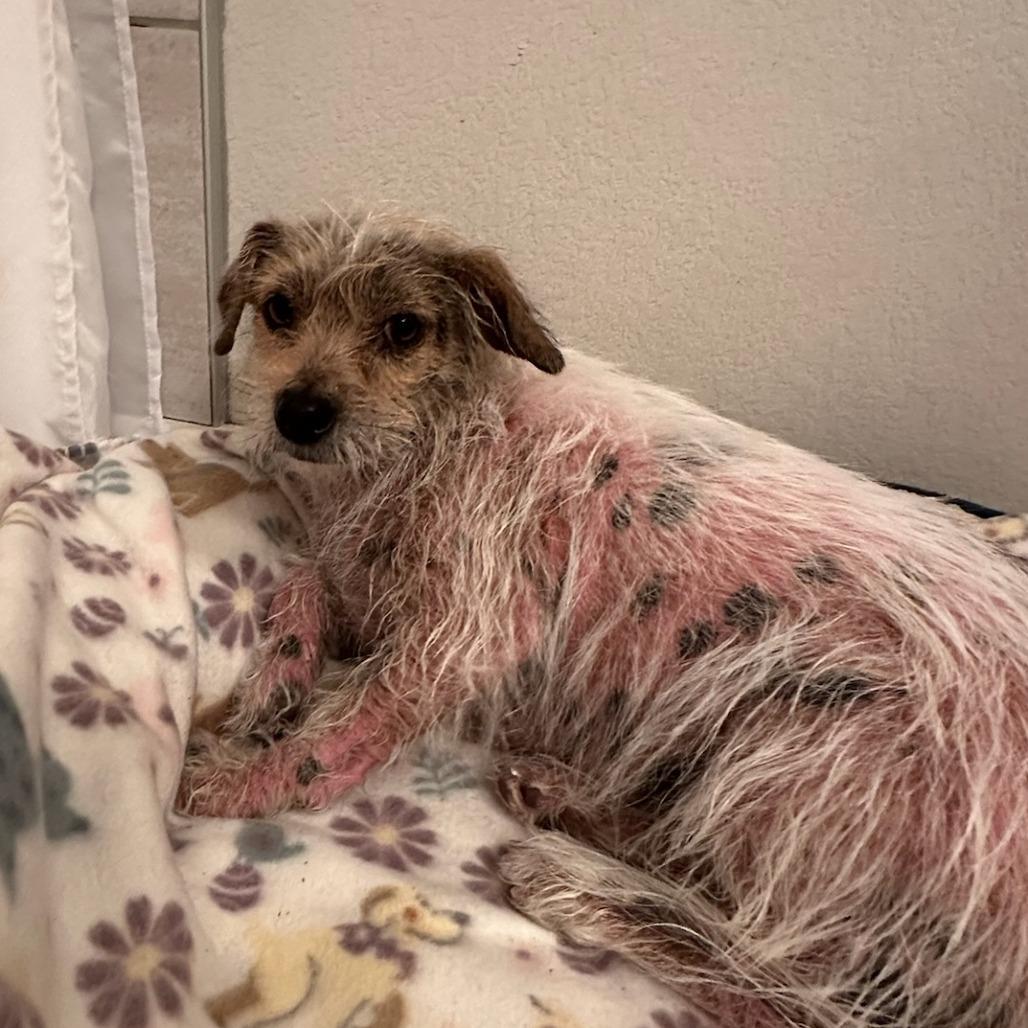 Esme, a Adoptable Mixed Breed in Bentonville, AR image 4/4
