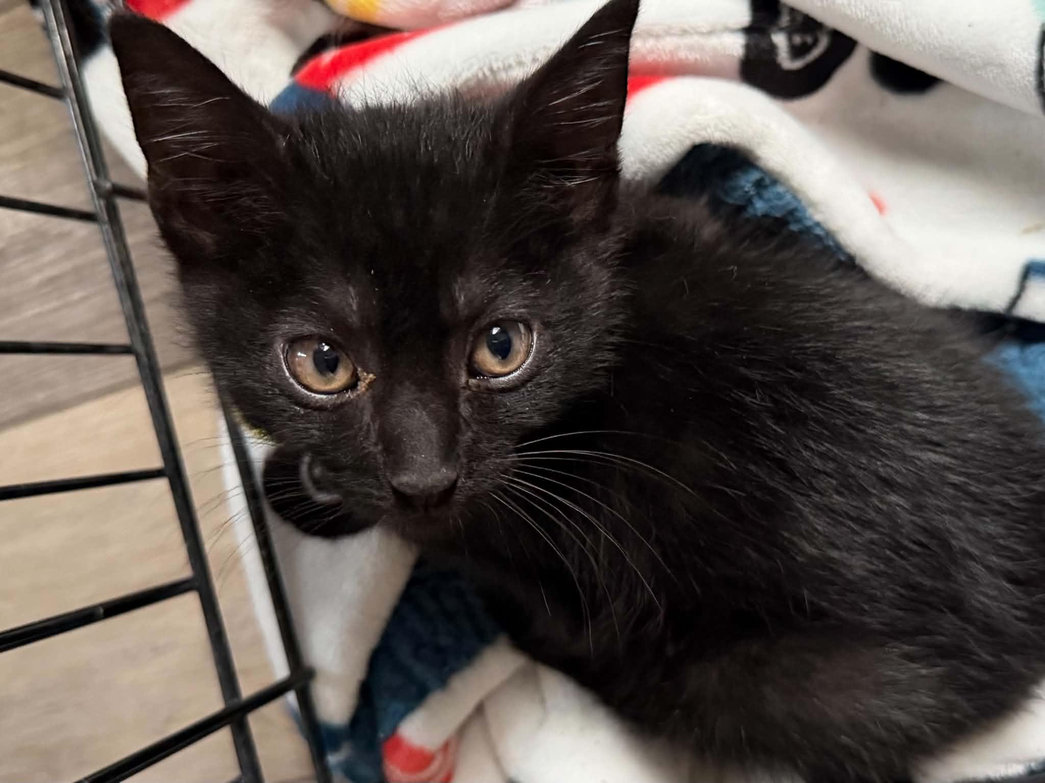 Beetle, an adopted Domestic Short Hair in Indianapolis, IN image 2/4