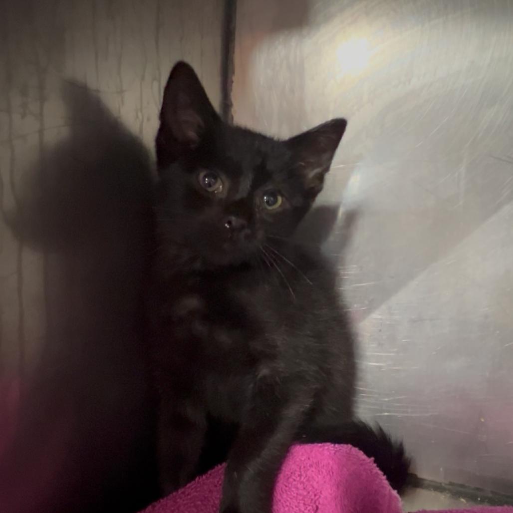 Beetle, an adopted Domestic Short Hair in Indianapolis, IN image 3/4