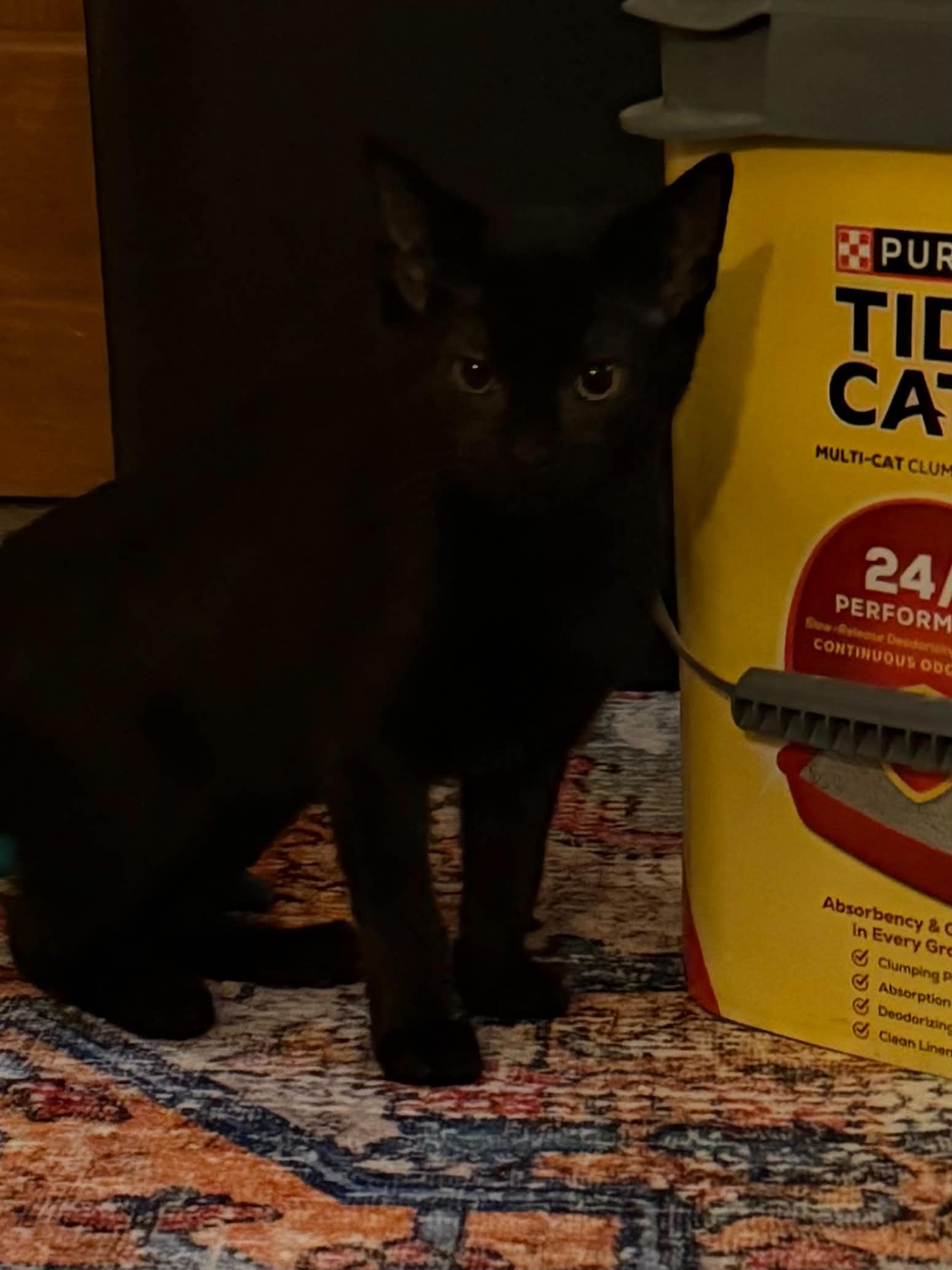 Beetle, adopted, Kitten Female Domestic Short Hair.