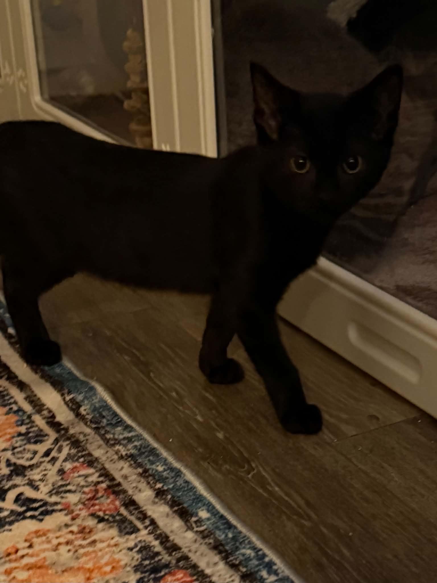 Beetle, an adopted Domestic Short Hair in Indianapolis, IN image 4/4
