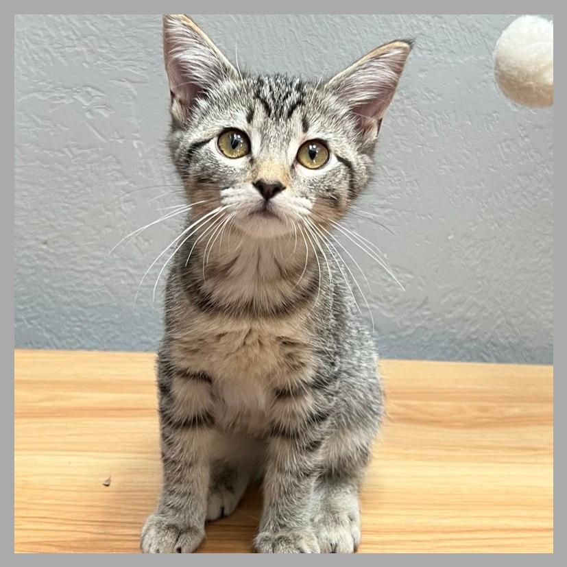 Wildflower, a Adoptable Domestic Short Hair in Laramie, WY image 1/4