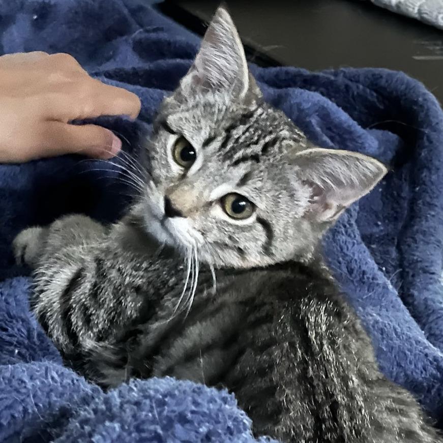 Wildflower, Adoptable, Kitten Female Domestic Short Hair.