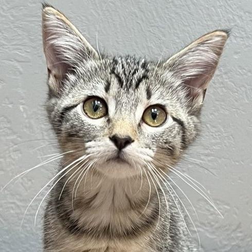 Wildflower, a Adoptable Domestic Short Hair in Laramie, WY image 2/4