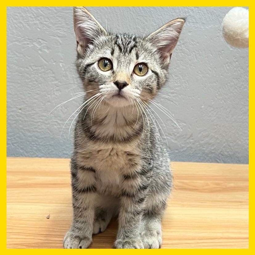 Wildflower, Adoptable, Kitten Female Domestic Short Hair & Domestic Short Hair.