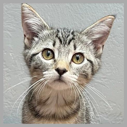 Wildflower, a Adoptable Domestic Short Hair in Laramie, WY image 2/4