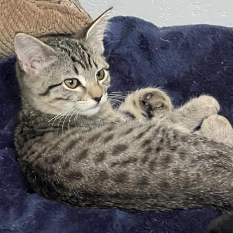 Wildflower, a Adoptable Domestic Short Hair in Laramie, WY image 3/4