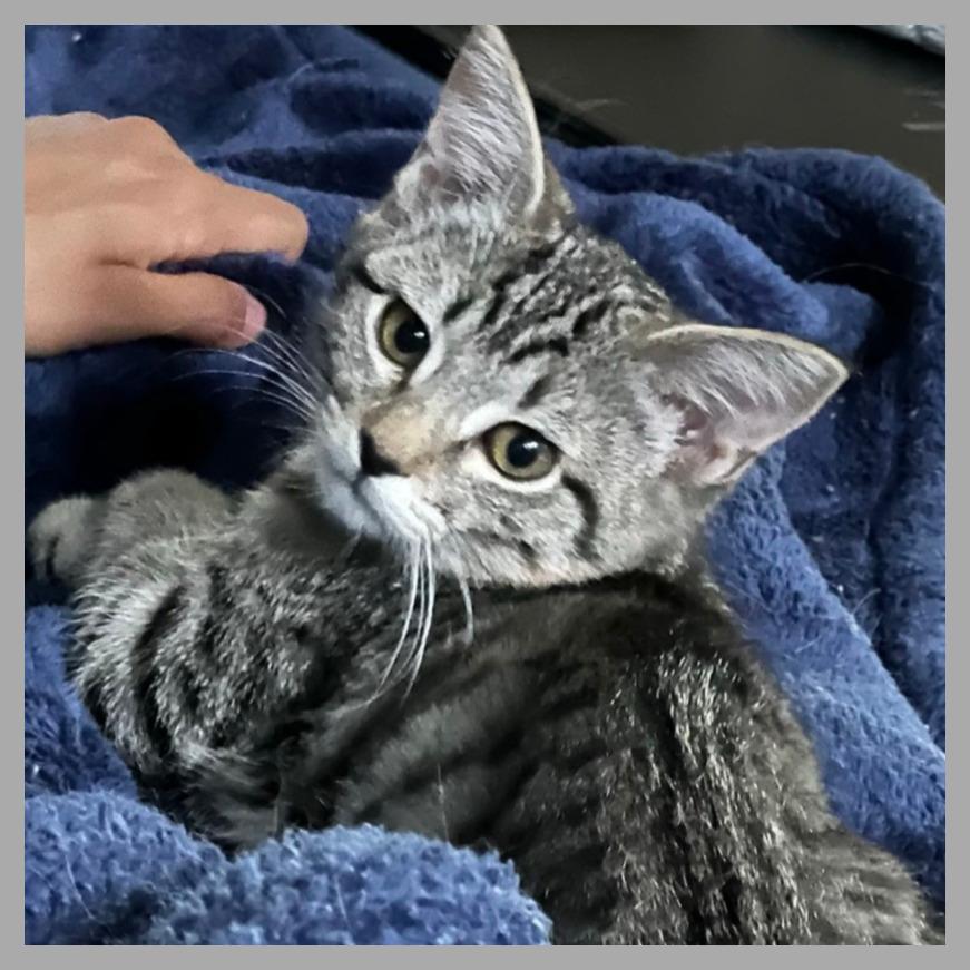 Wildflower, a Adoptable Domestic Short Hair in Laramie, WY image 3/4