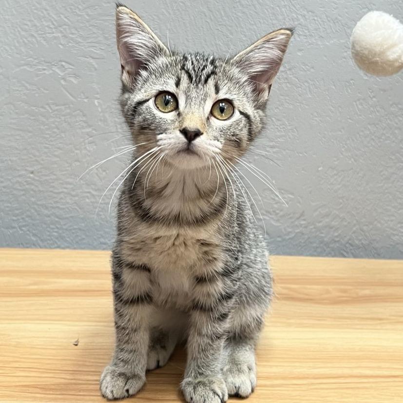 Wildflower, a Adoptable Domestic Short Hair in Laramie, WY image 4/4