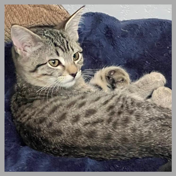 Wildflower, a Adoptable Domestic Short Hair in Laramie, WY image 4/4
