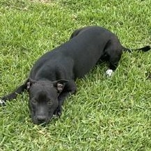 Emerald - Transport Available, Adoptable, Young Female American Staffordshire Terrier.
