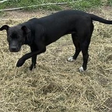 Enlarge Emerald - Transport Available, a Adoptable mixed breed in Colorado Springs, CO image 3/4