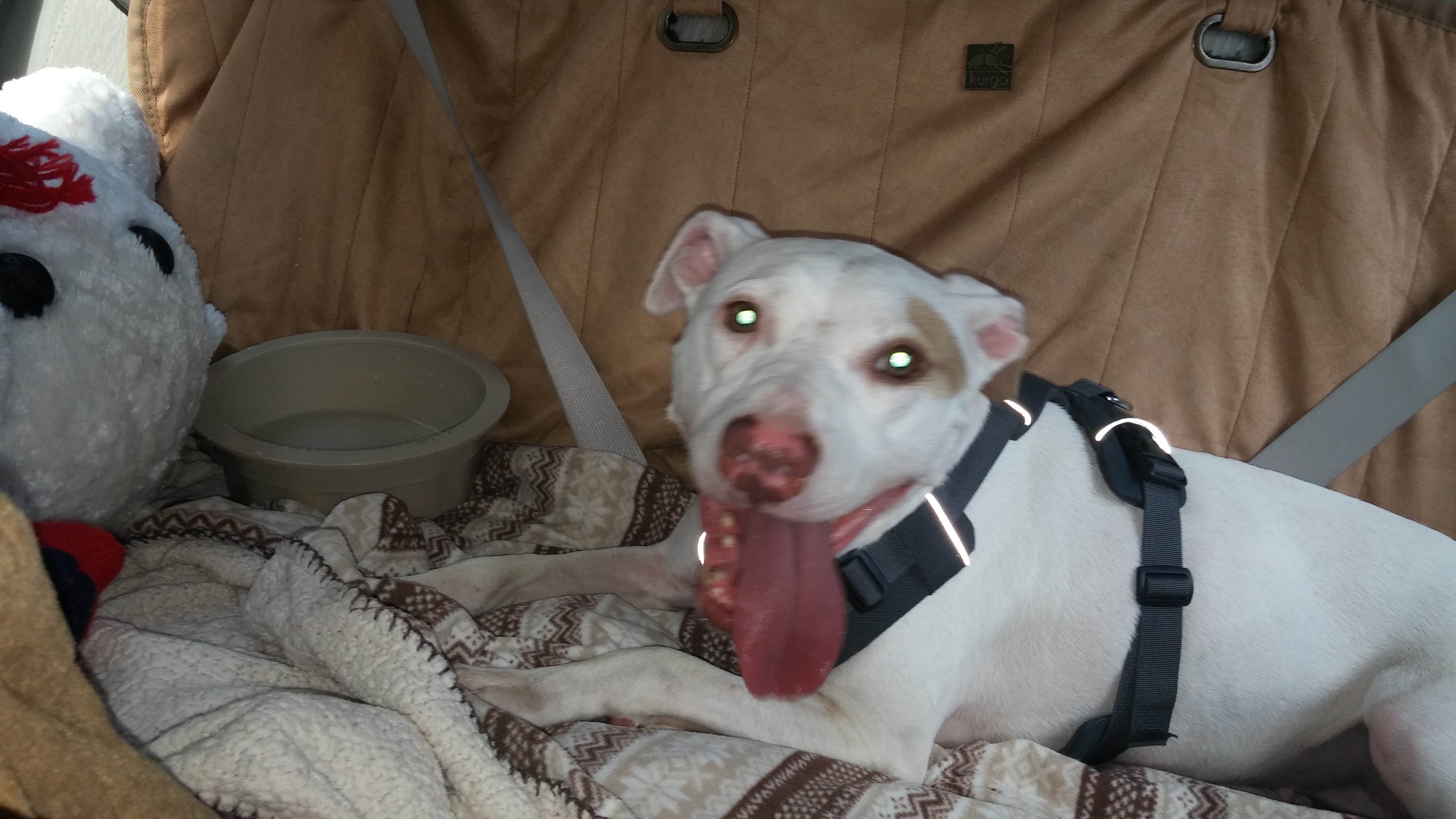 Petunia (ONLY DOG)