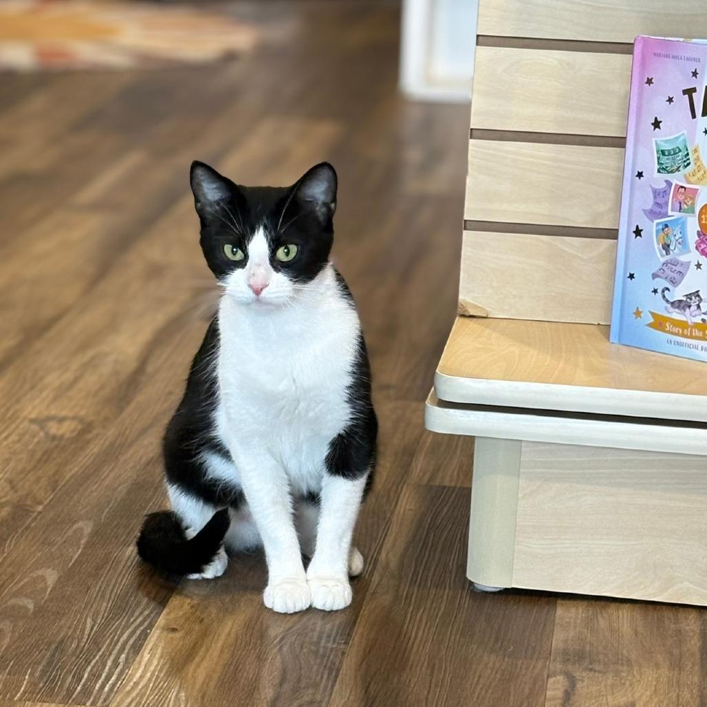 Nina, Adoptable, Adult Female Domestic Short Hair.