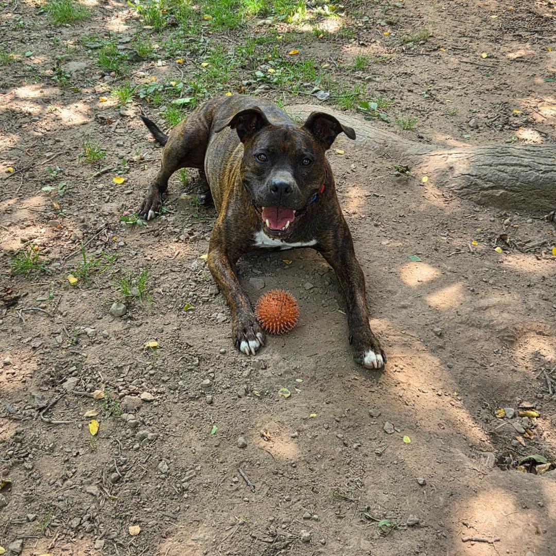 Enlarge Snickers, a Adoptable mixed breed in Dillsburg, PA image 5/6