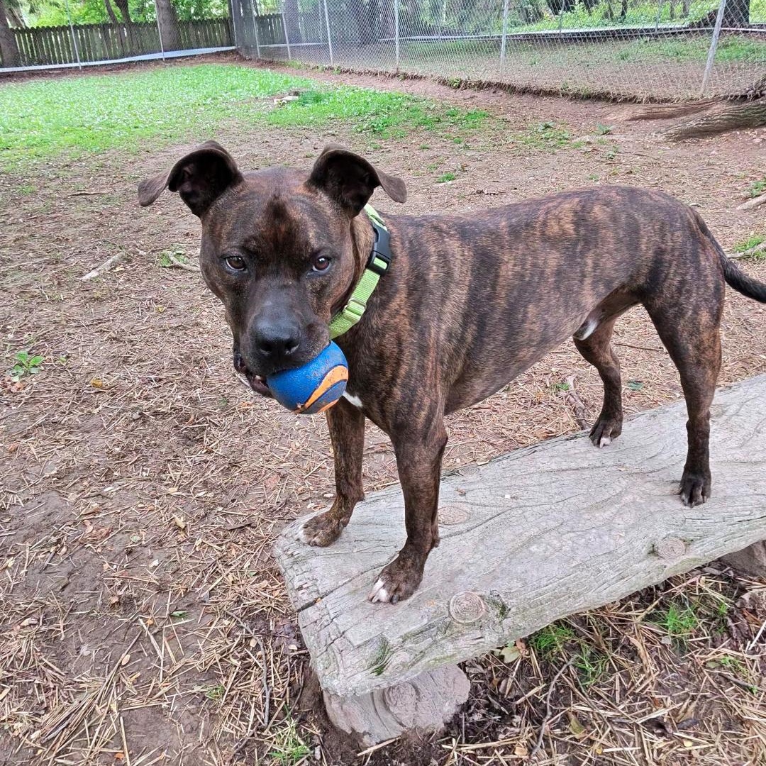 Snickers, Adoptable, Adult Male American Staffordshire Terrier & Pit Bull Terrier.