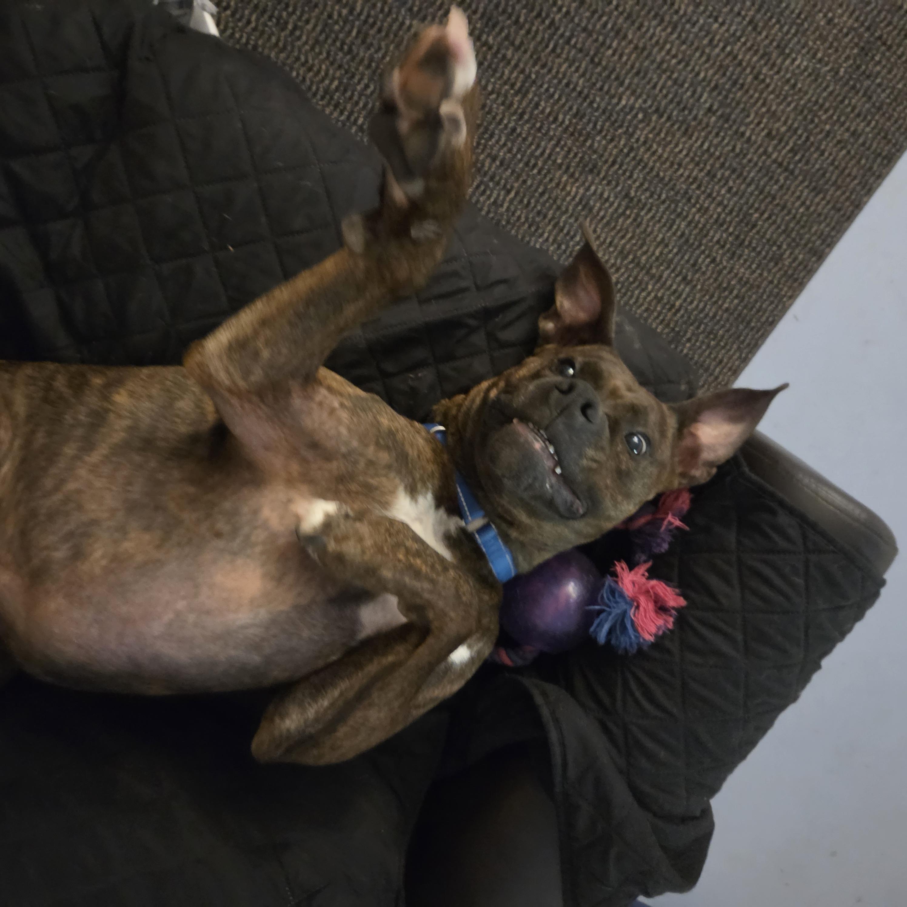 Enlarge Snickers, a Adoptable mixed breed in Dillsburg, PA image 6/6