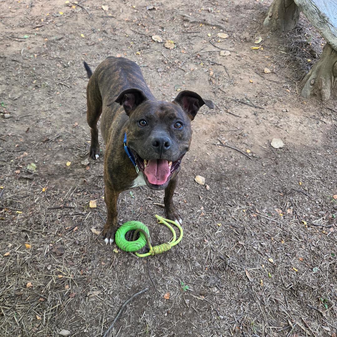 Enlarge Snickers, a Adoptable mixed breed in Dillsburg, PA image 4/6
