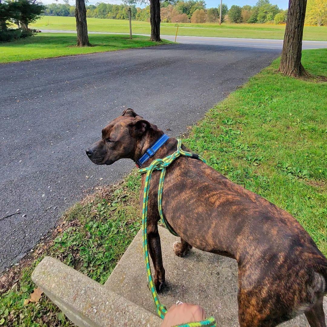 Enlarge Snickers, a Adoptable mixed breed in Dillsburg, PA image 2/6