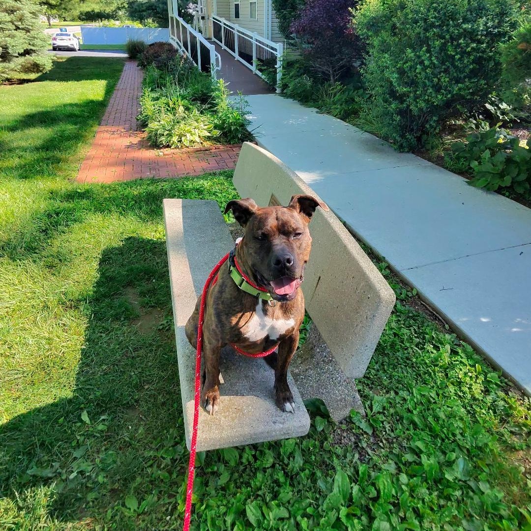 Enlarge Snickers, a Adoptable mixed breed in Dillsburg, PA image 6/6