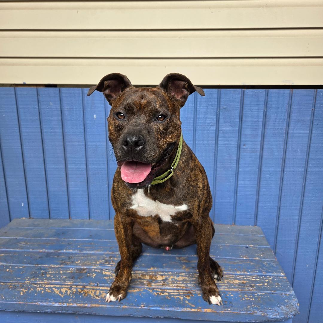 Enlarge Snickers, a Adoptable mixed breed in Dillsburg, PA image 2/6