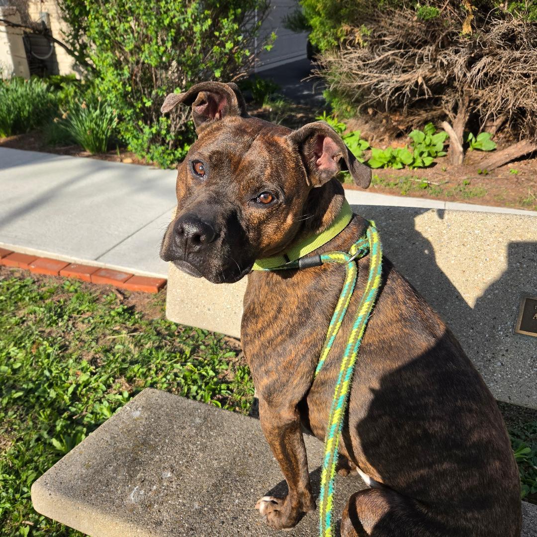 Enlarge Snickers, a Adoptable mixed breed in Dillsburg, PA image 3/6