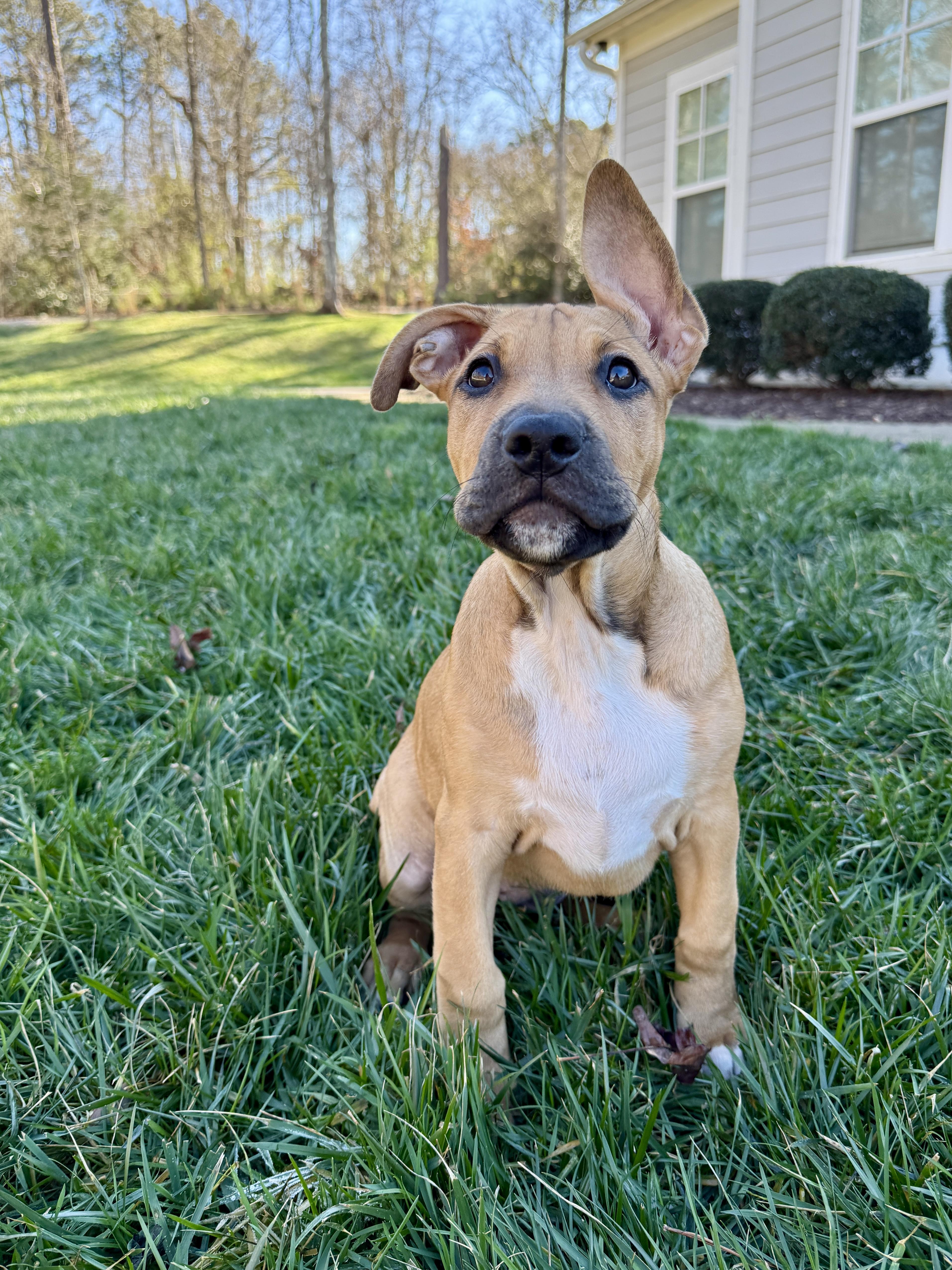 Enlarge Peppermint, an adopted mixed breed in Roswell, GA image 1/3