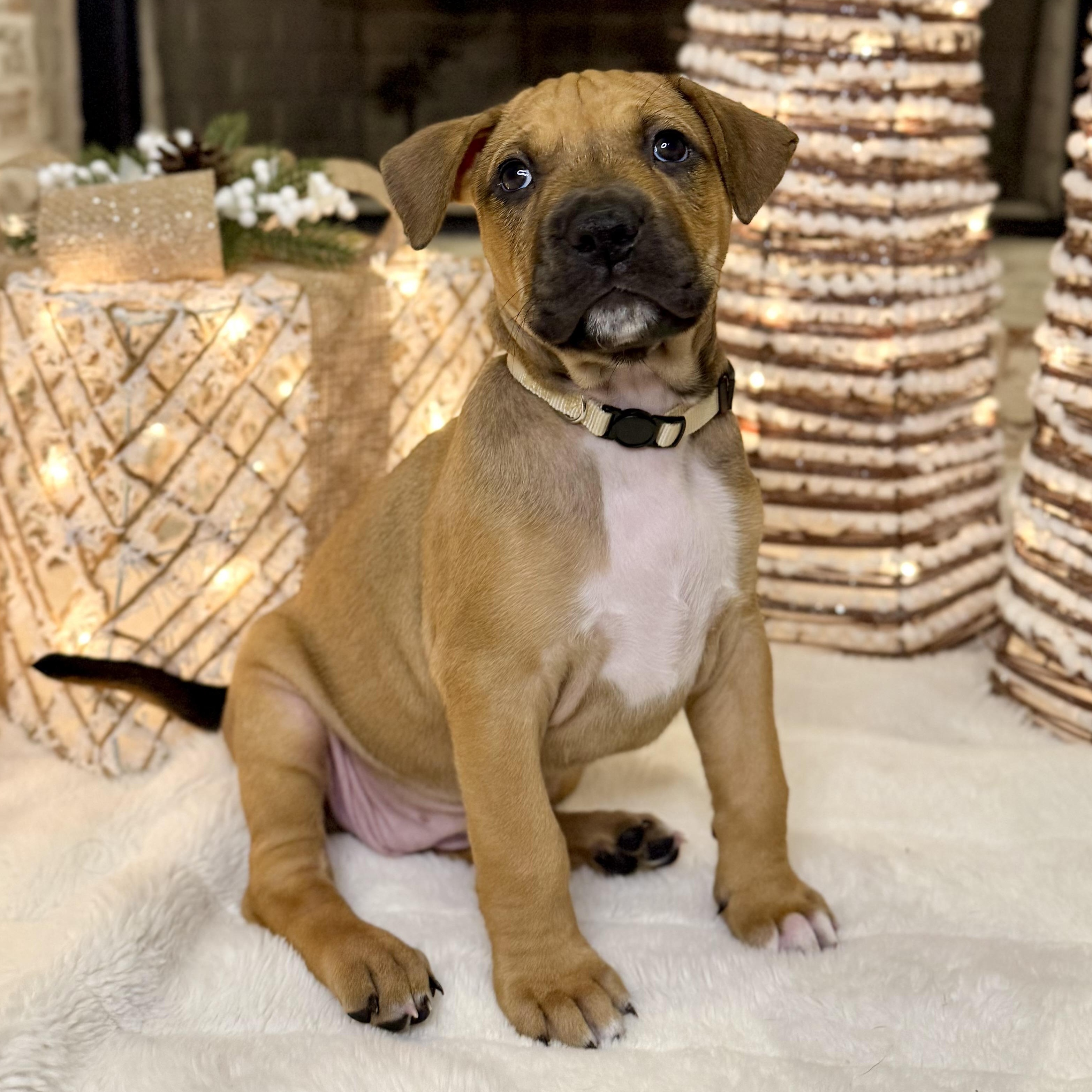 Enlarge Peppermint, an adopted mixed breed in Roswell, GA image 2/3