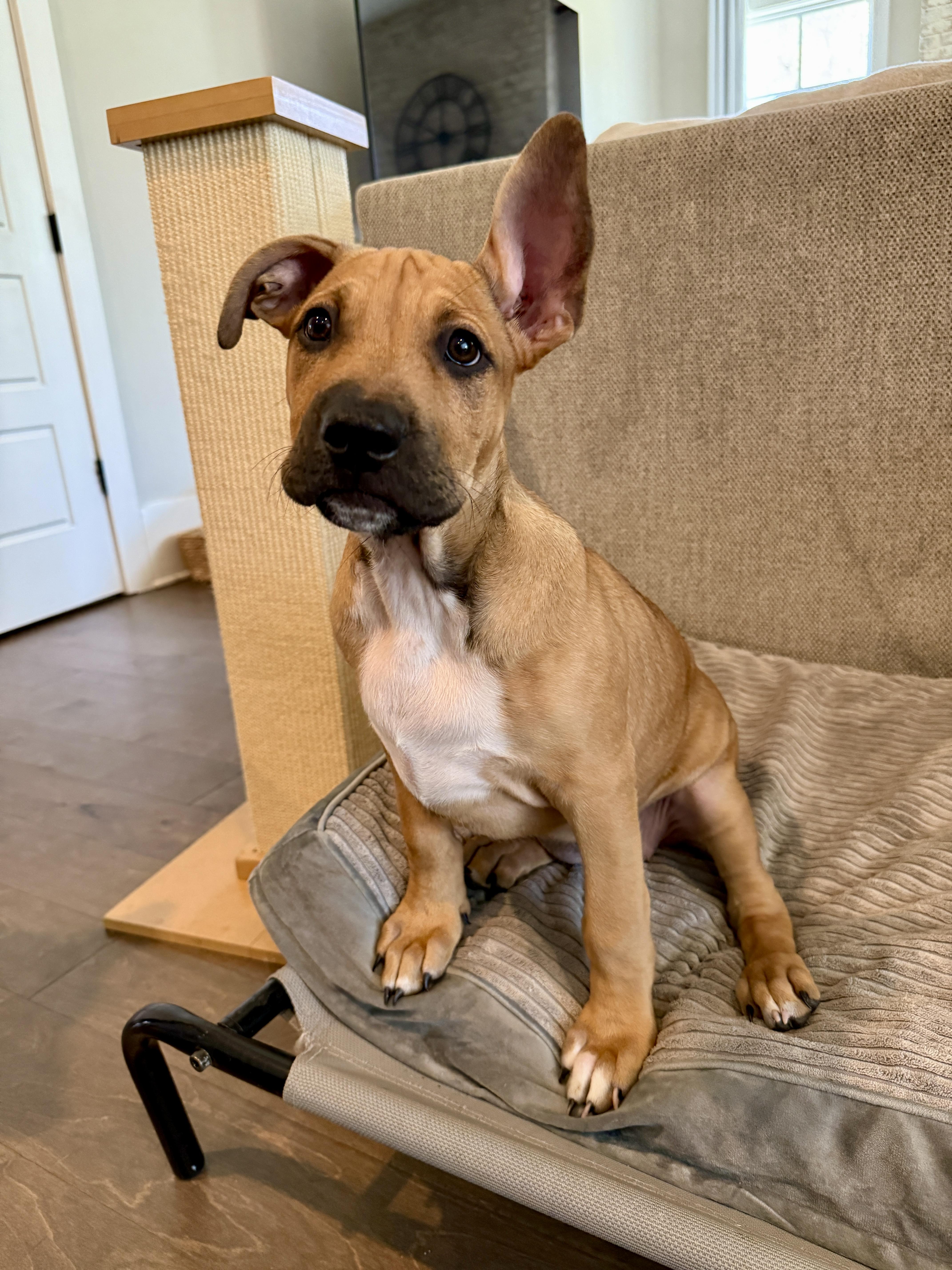 Enlarge Peppermint, an adopted mixed breed in Roswell, GA image 3/3