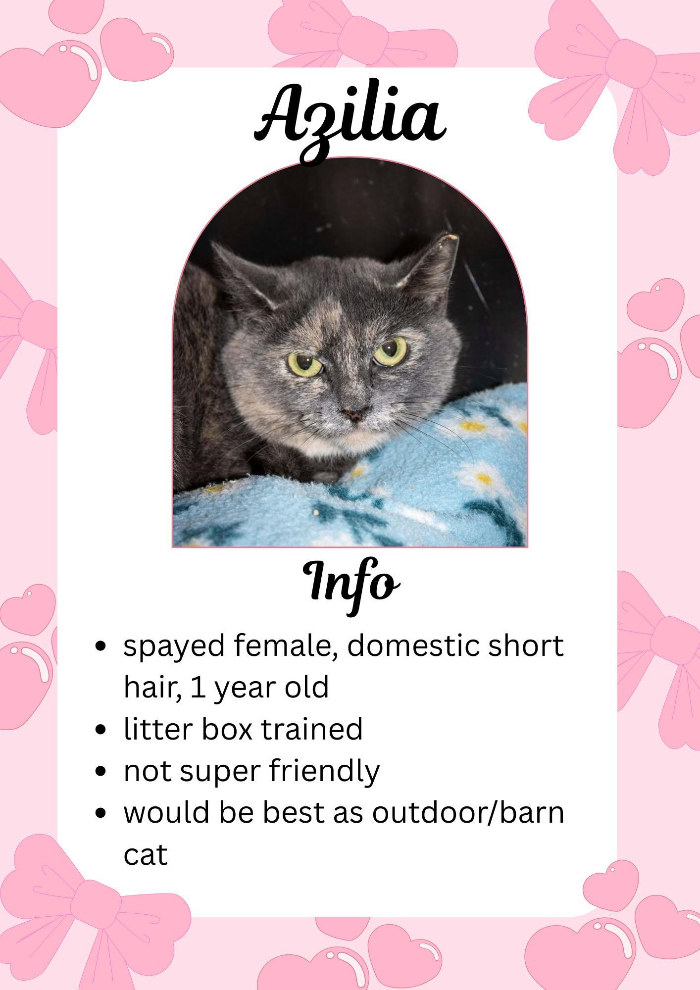 Azilia, ADOPTABLE, Adult Female Domestic Short Hair.