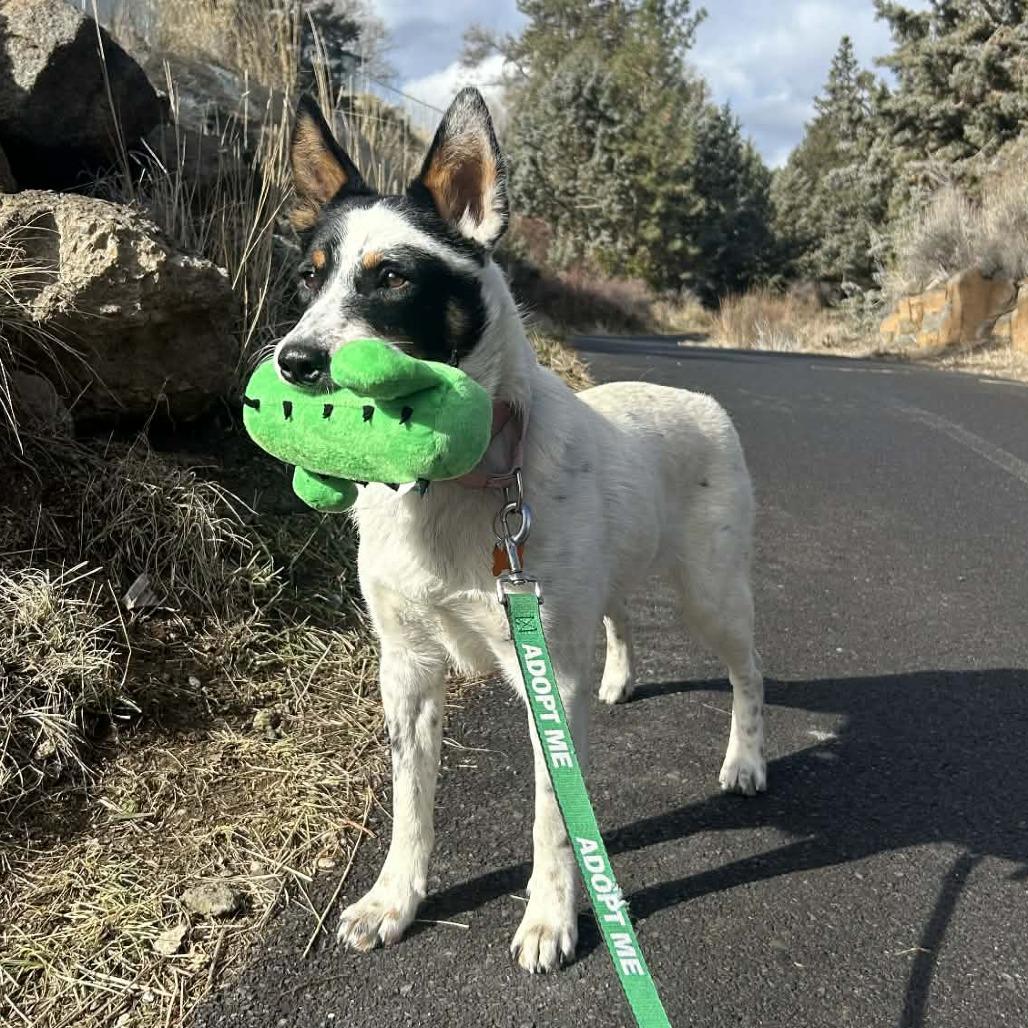 Fiesta, Adoptable, Adult Male Cattle Dog & Mixed Breed.