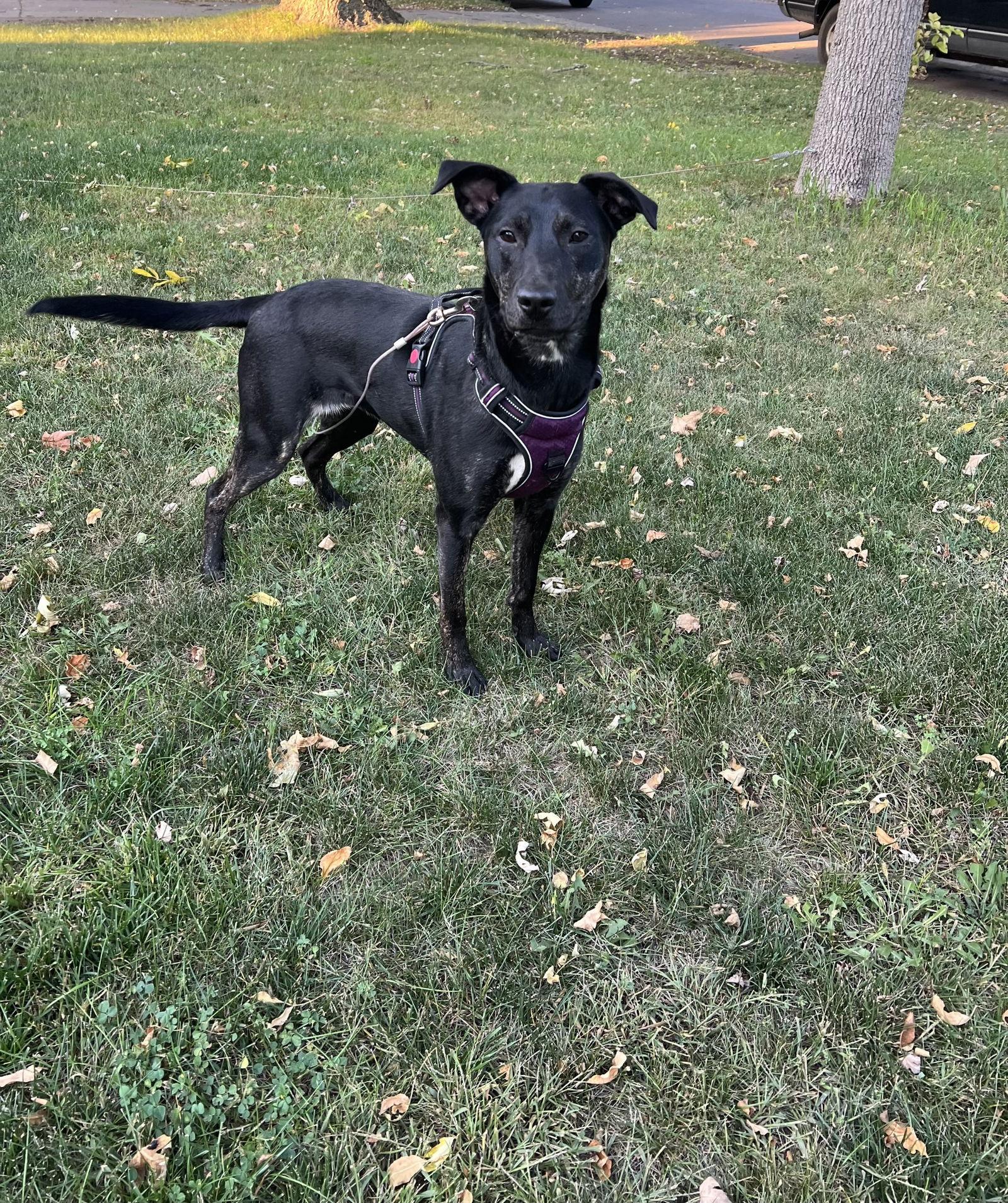 Enlarge Aurora, a Adoptable mixed breed in Estherville, IA image 1/3