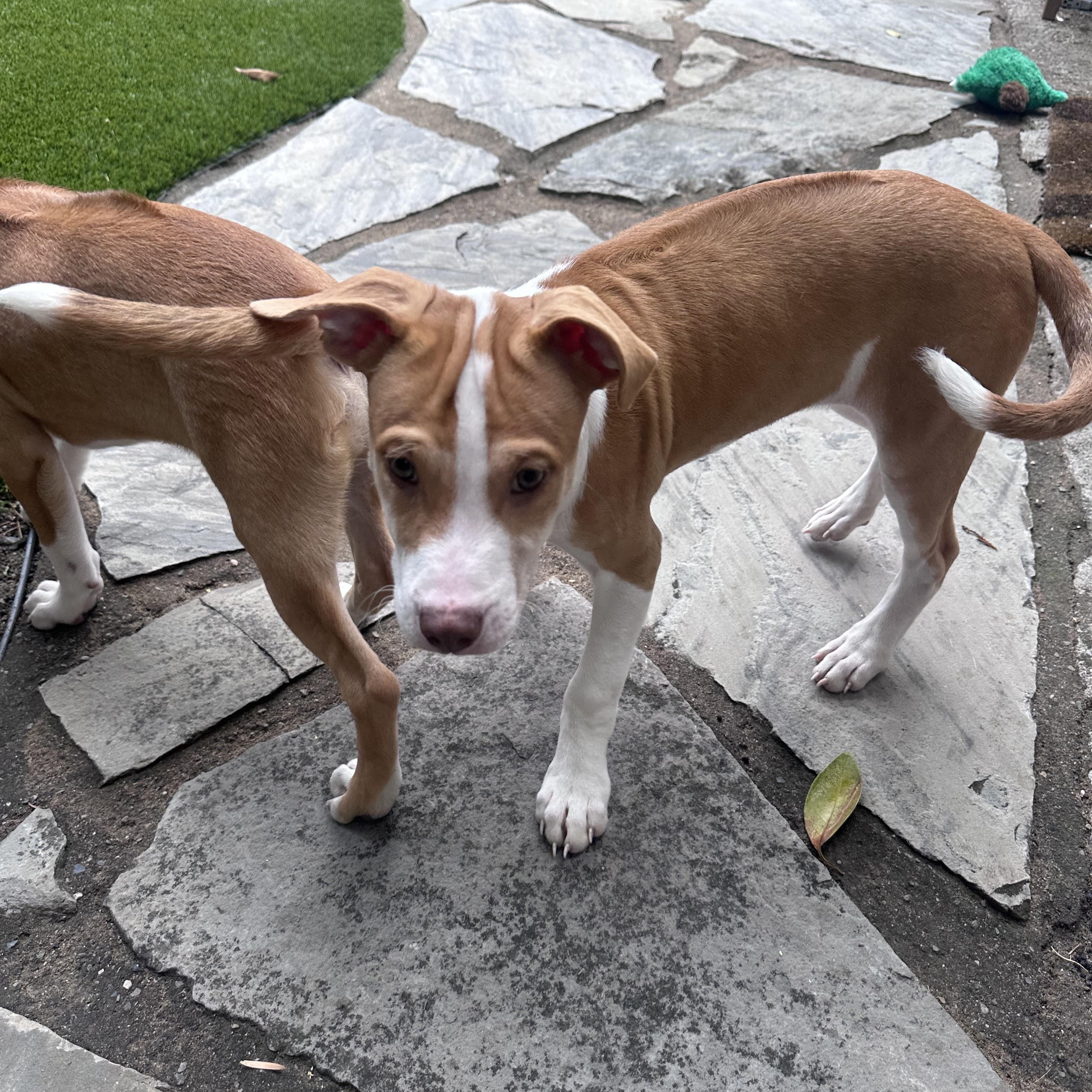 ARYA, a ADOPTABLE mixed breed in Oroville , CA image 2/5