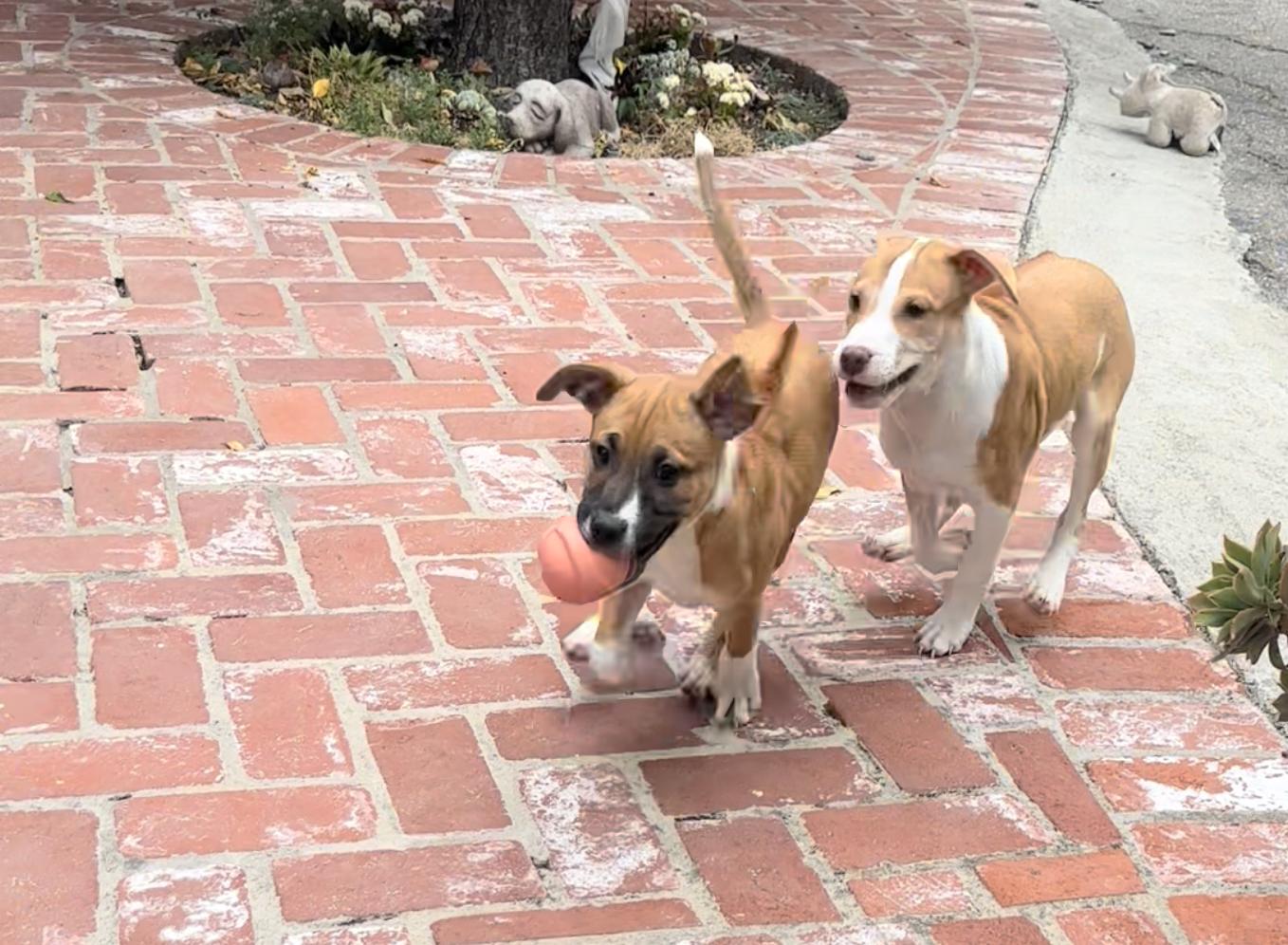 ARYA, a ADOPTABLE mixed breed in Oroville , CA image 5/5