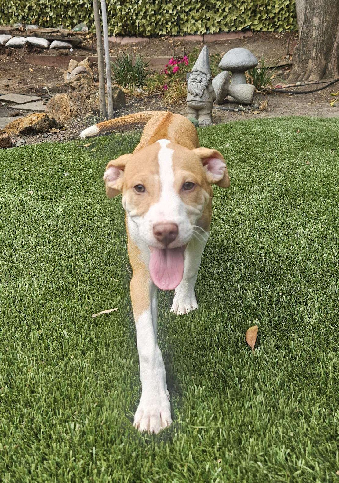 ARYA, ADOPTABLE, Puppy Female Rhodesian Ridgeback.