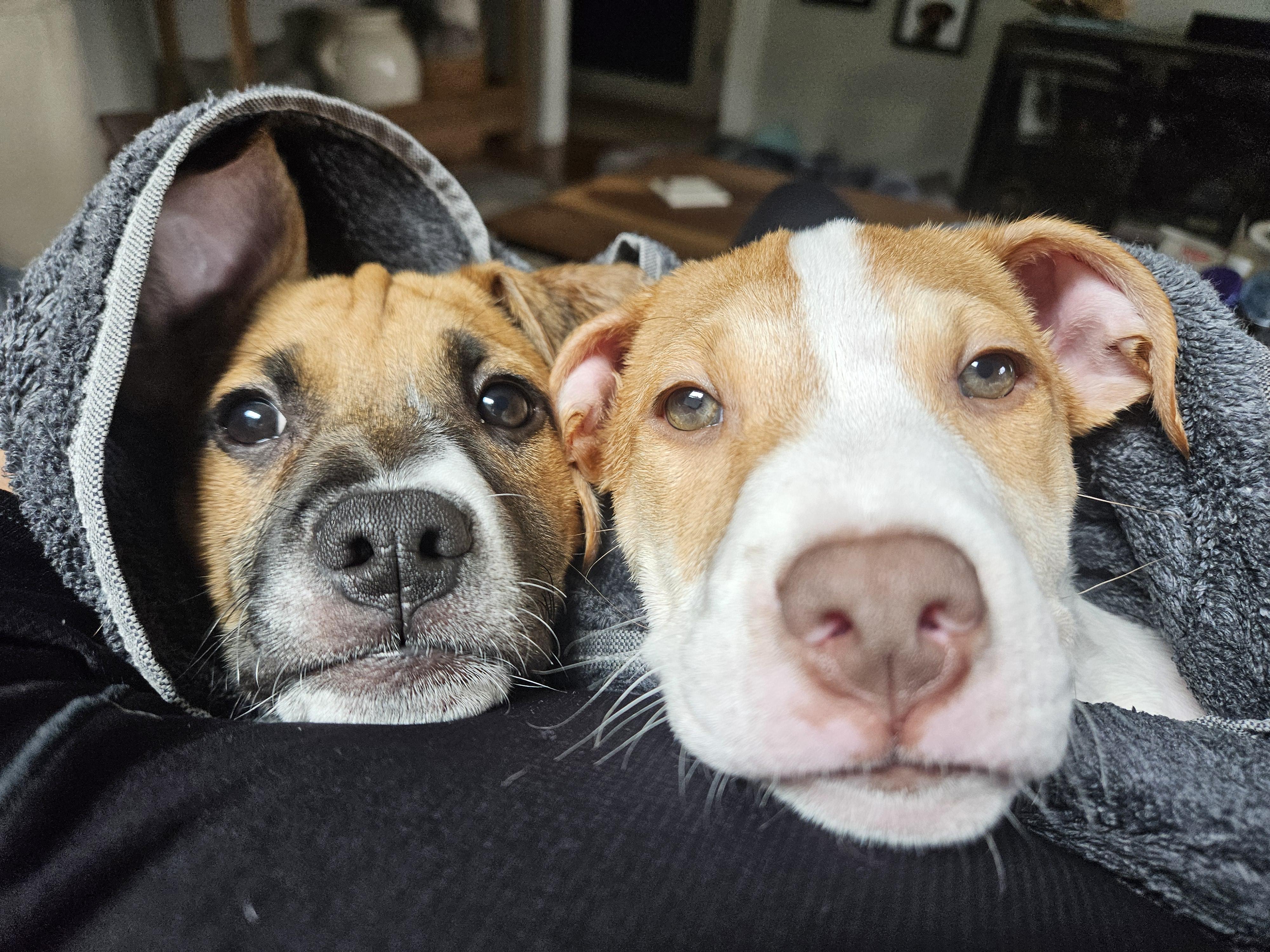 ARYA, a ADOPTABLE mixed breed in Oroville , CA image 3/5