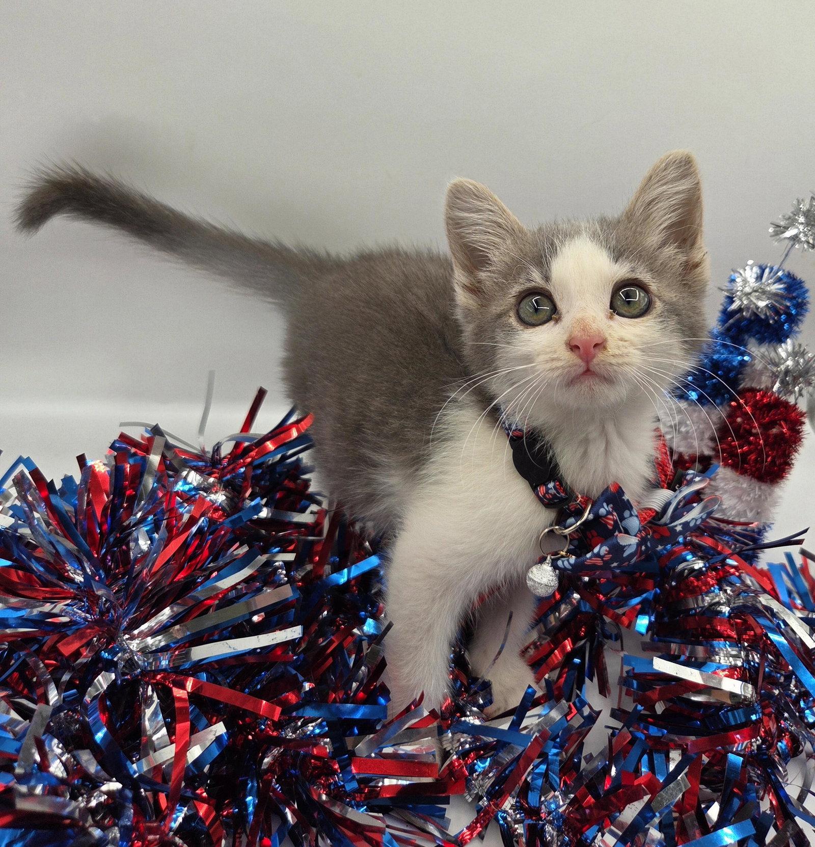 Motor Oil, Adopted, Kitten Male Domestic Short Hair.