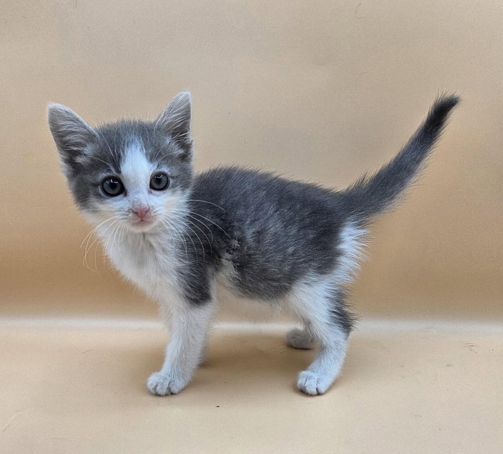Motor Oil, a Adopted Domestic Short Hair in Magnolia Springs, AL image 2/3