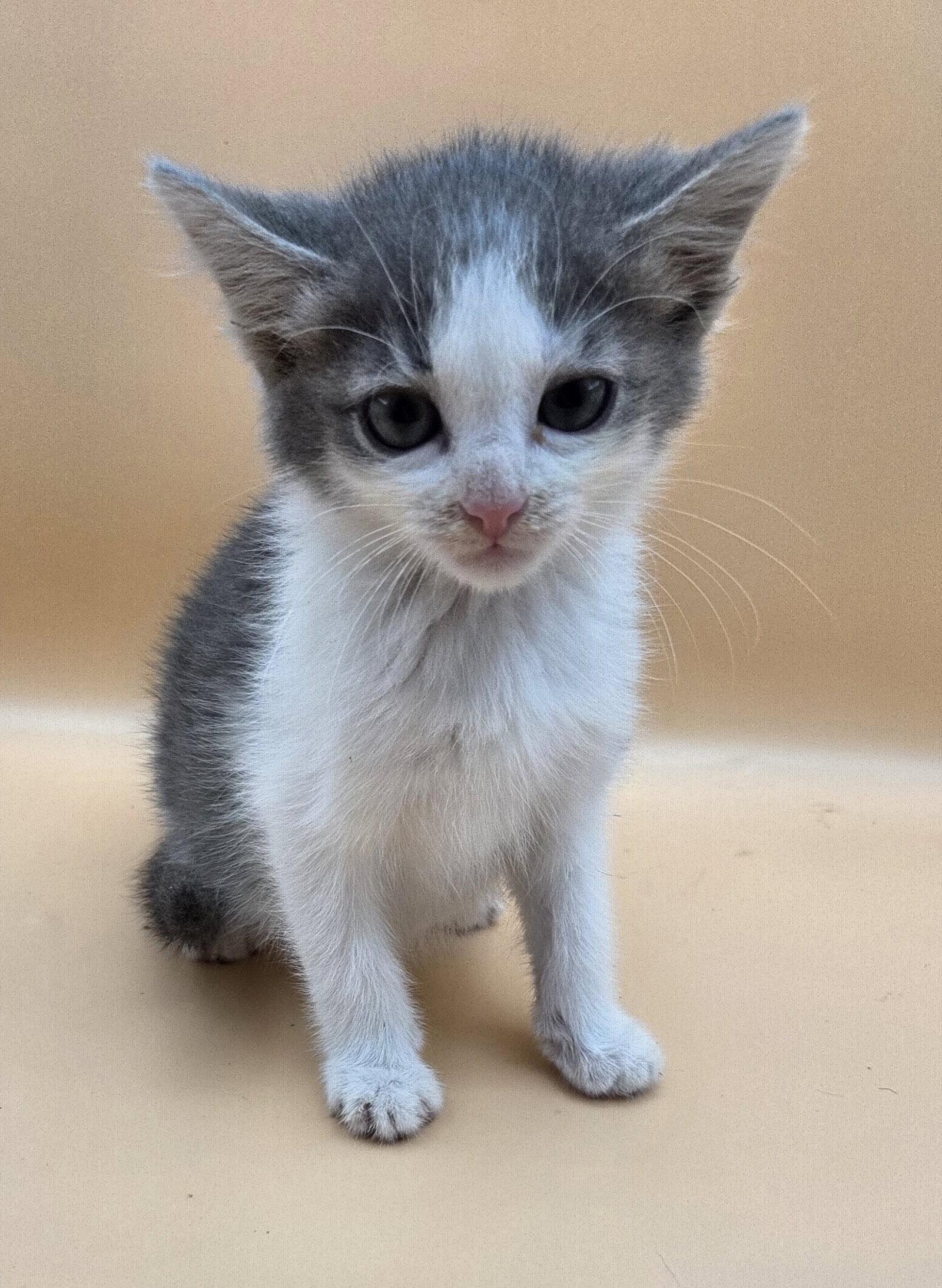 Motor Oil, a Adopted Domestic Short Hair in Magnolia Springs, AL image 3/3