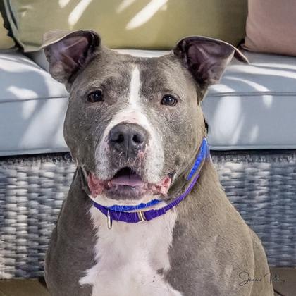Enlarge Korra, a Adoptable mixed breed in Camano Island, WA image 1/3