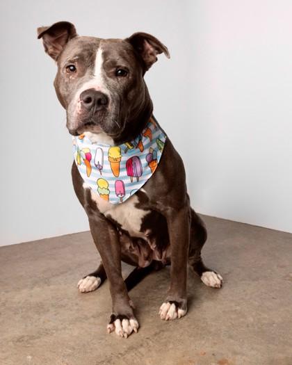 Enlarge Korra, a Adoptable mixed breed in Camano Island, WA image 2/3