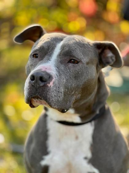 Enlarge Korra, a Adoptable mixed breed in Camano Island, WA image 3/3