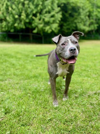 Korra, a Adoptable mixed breed in Camano Island, WA image 3/3