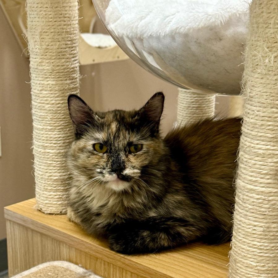 Haven, Adoptable, Young Female Domestic Long Hair.