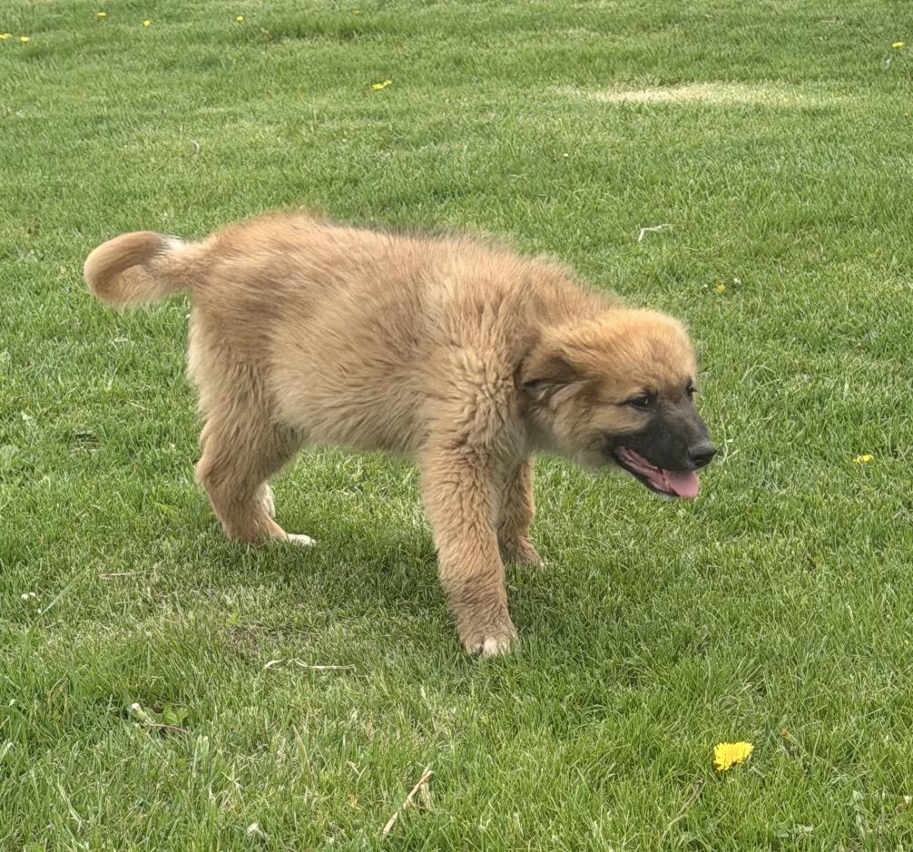 Enlarge Smithton, an adopted mixed breed in Hindsboro, IL image 4/6